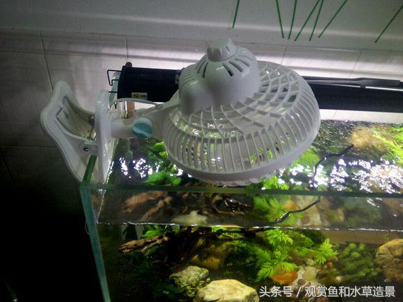 观赏养殖水草温室技术规程_水草养殖温度_观赏水草温室养殖技术