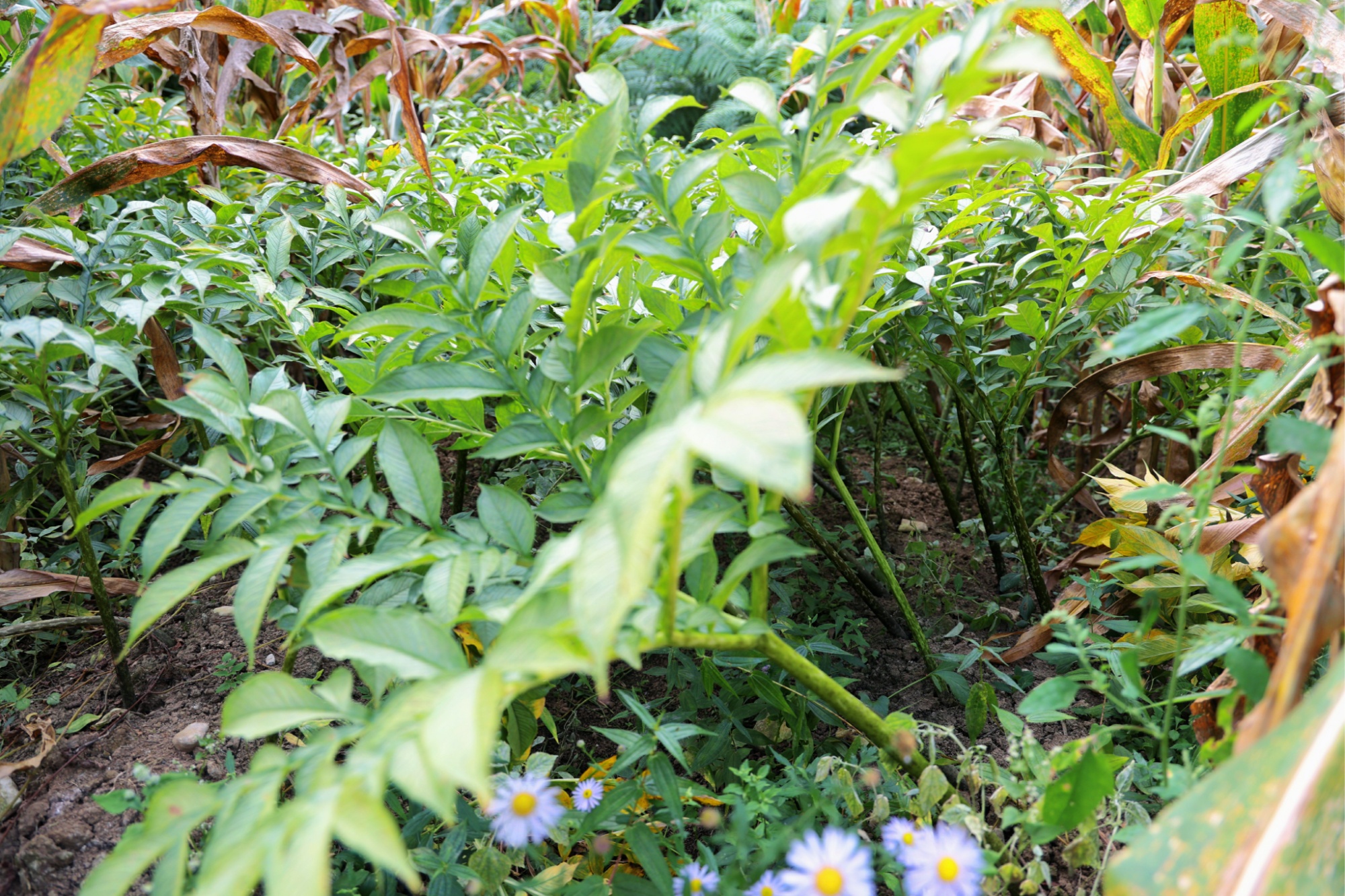 致富经魔芋种植技术_致富经林下种植魔芋视频_魔芋 致富经