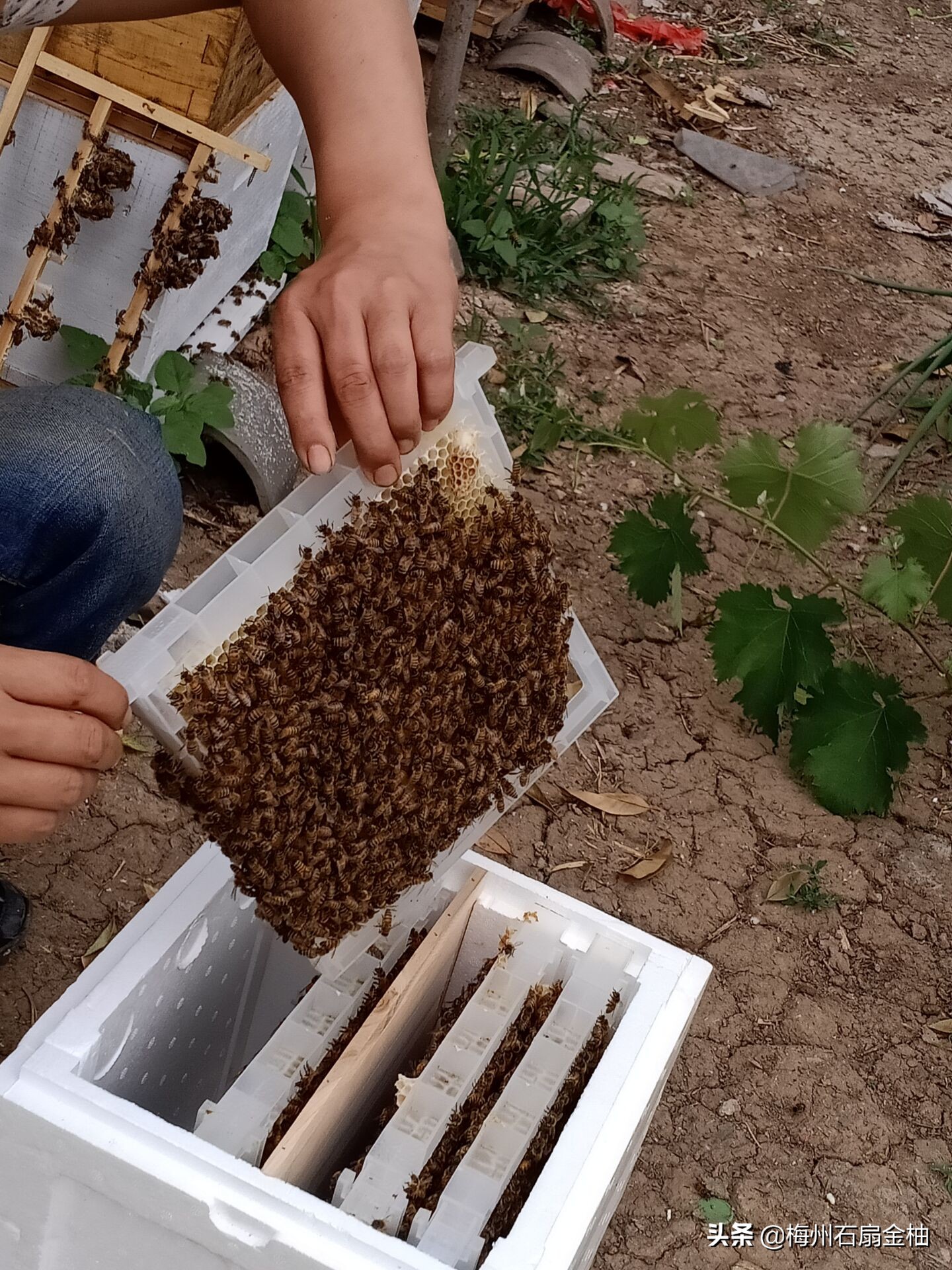 蜜蜂夏天怎么养_蜜蜂夏季养殖技术视频_蜜蜂的夏季养殖技术