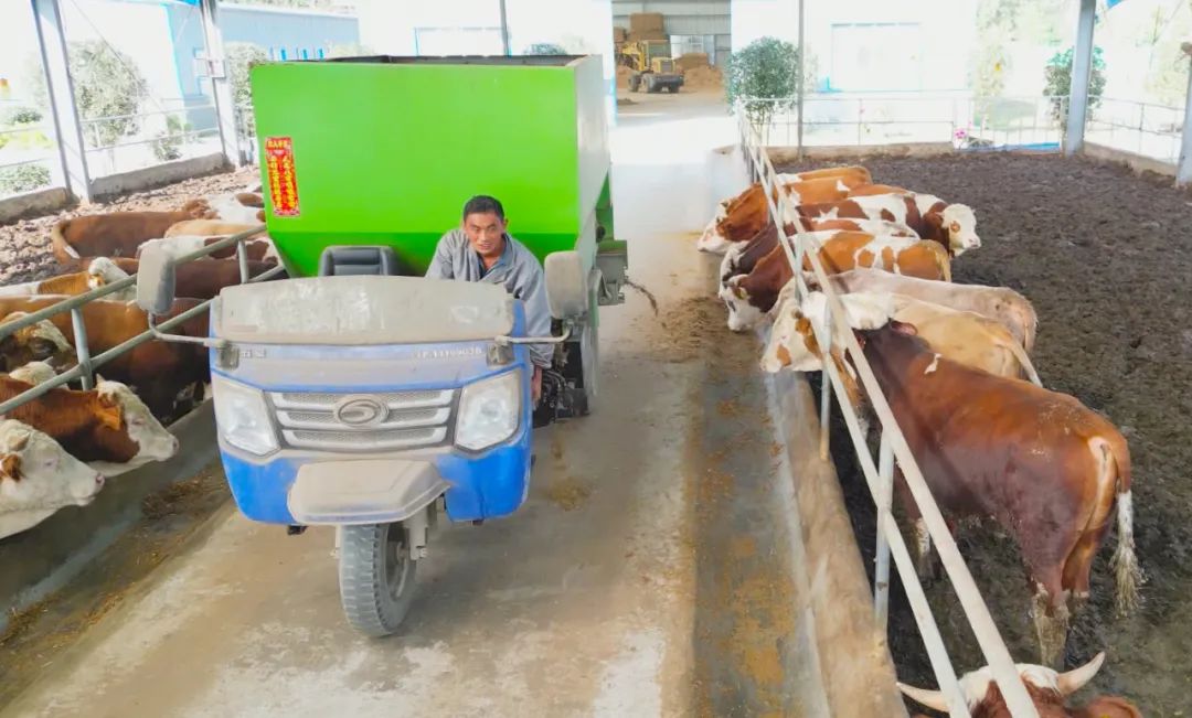 养殖江苏肉牛犊技术规范_江苏肉牛犊养殖技术_养殖江苏肉牛犊技术规程