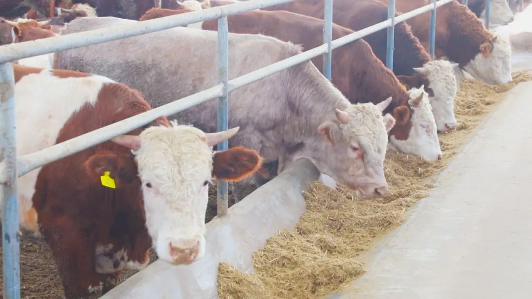 江苏肉牛犊养殖技术_养殖江苏肉牛犊技术规范_养殖江苏肉牛犊技术规程