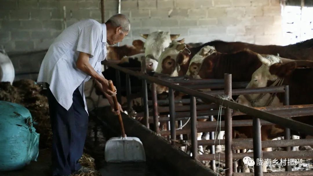 江苏肉牛养殖哪里多_江苏肉牛犊养殖技术_养殖江苏肉牛犊技术要求