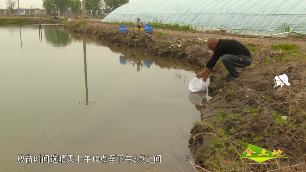 小棚虾养殖_养虾棚图片_棚里养殖虾的技术