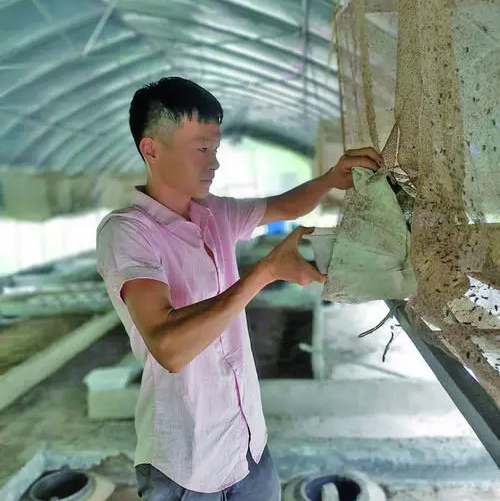 蝇蛆配套畜禽养殖效益，蛋白饲料好来源