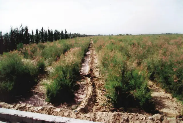 沙漠红柳种植致富_沙漠植物红柳_沙漠红柳根