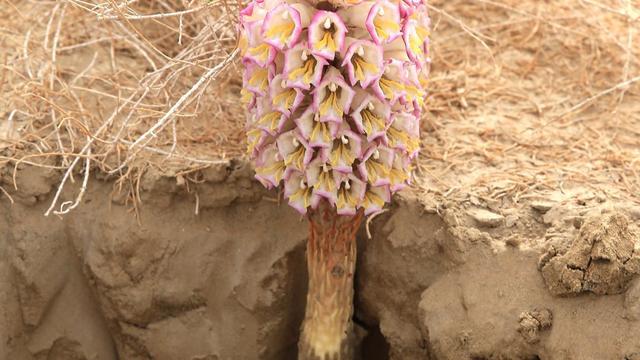 沙漠植物红柳_沙漠红柳种植致富_沙漠红柳根