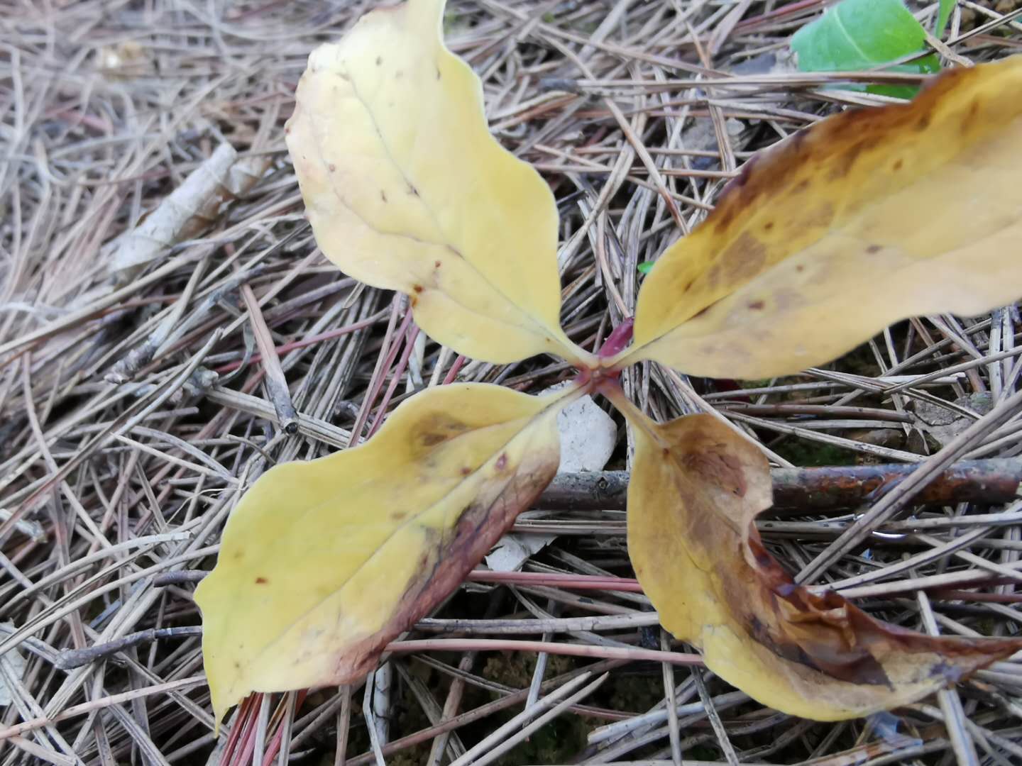 根腐病、枯萎病、青枯病、猝倒病、立枯病、——高发期注意防范！