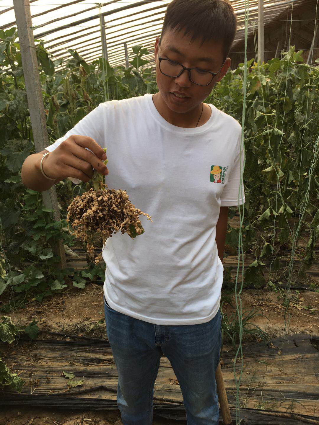 夏邑草莓种植致富_夏邑草莓采摘园_夏邑草莓基地