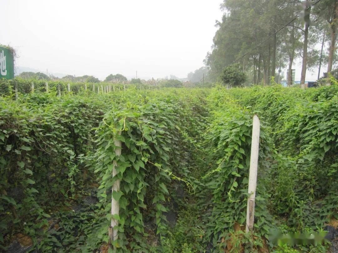 致富经种植药材视频_致富经药材种植业完整版_南药种植致富