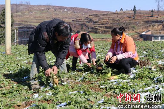 白萝卜种植致富_白萝卜高产种植技术视频_萝卜致富种植白菜视频