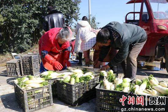 萝卜致富种植白菜视频_白萝卜高产种植技术视频_白萝卜种植致富