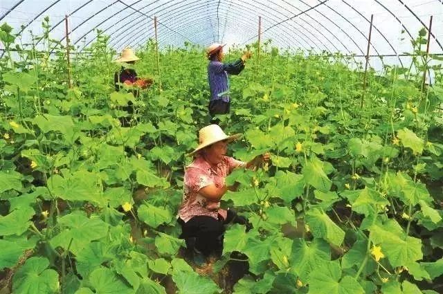 莪术种植技术_莪术种植的经济效益_莪术种植致富