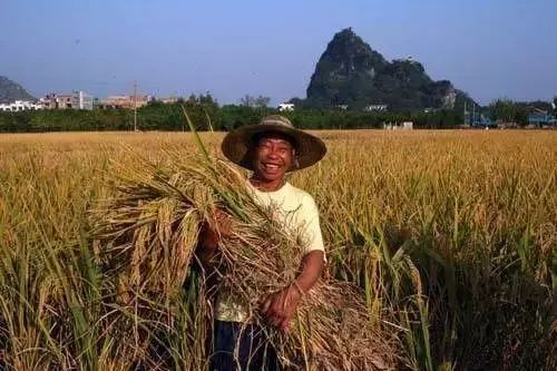 莪术种植技术_莪术种植致富_莪术种植的经济效益