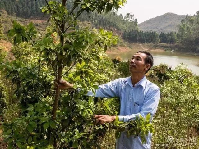 莪术种植技术_莪术种植的经济效益_莪术种植致富