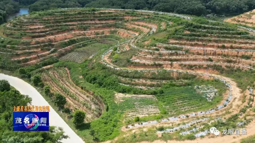 致富经药材种植业完整版_南药种植致富_致富经种植药材视频