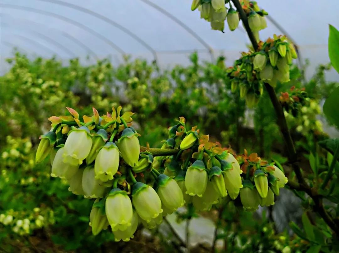 致富种植蓝莓视频_致富种植蓝莓图片_致富经的种植蓝莓