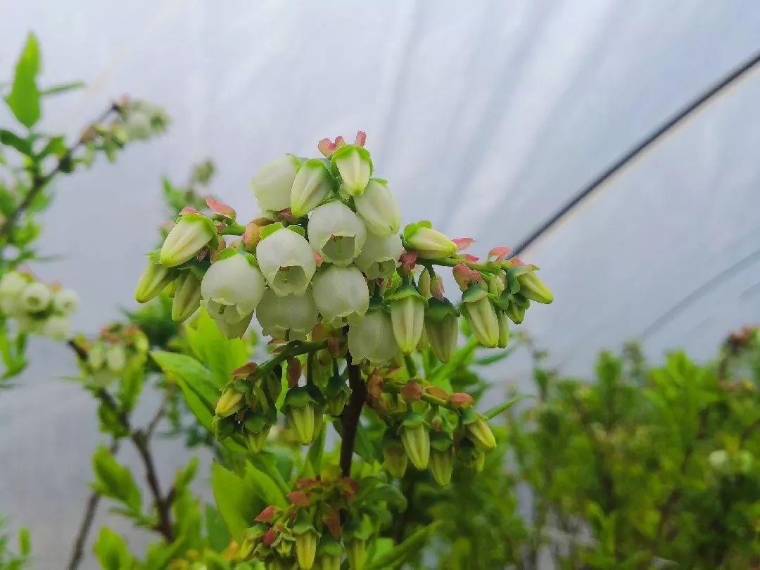 致富种植蓝莓视频_致富经的种植蓝莓_致富种植蓝莓图片