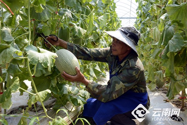 农业哈密瓜种植技术_种哈密瓜需要什么条件_哈密瓜种植工作视频