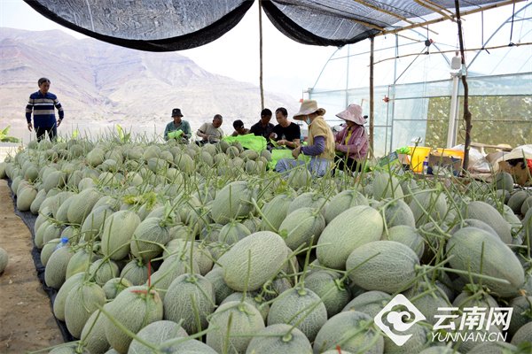 农业哈密瓜种植技术_种哈密瓜需要什么条件_哈密瓜种植工作视频