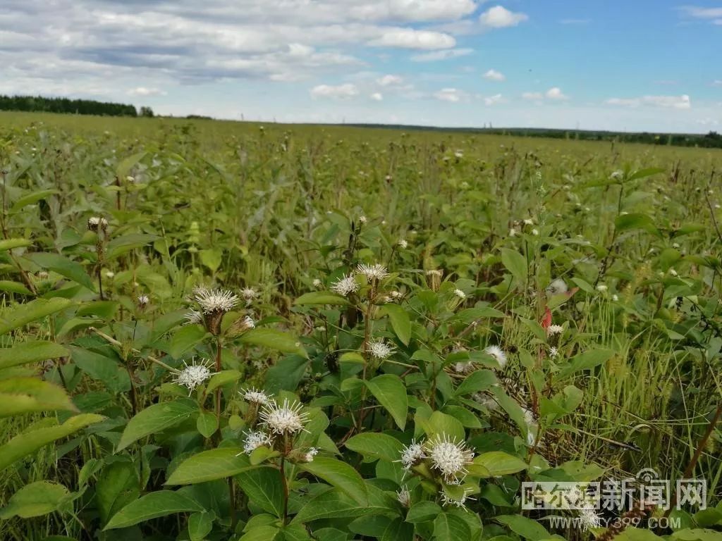 叫响“关东药都”依兰农户致富发“药财”丨中药种植面积近4万亩，收入是种玉米的3-5倍增