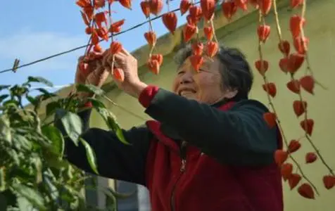 致富经姑娘果种植视频_种菇娘收入_种植菇娘 致富