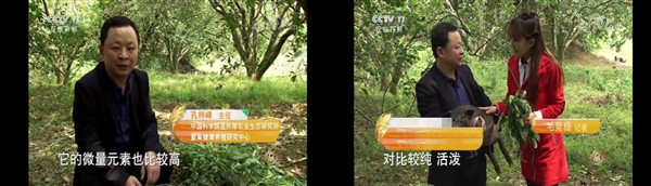 “环江香猪”登上中央电视台