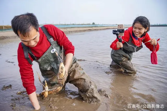 莲藕种植效益_致富经莲藕种植视频_致富经种莲藕