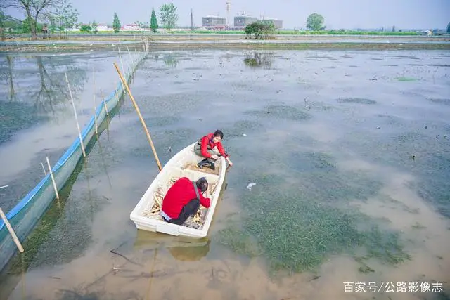 致富经种莲藕_莲藕种植效益_致富经莲藕种植视频