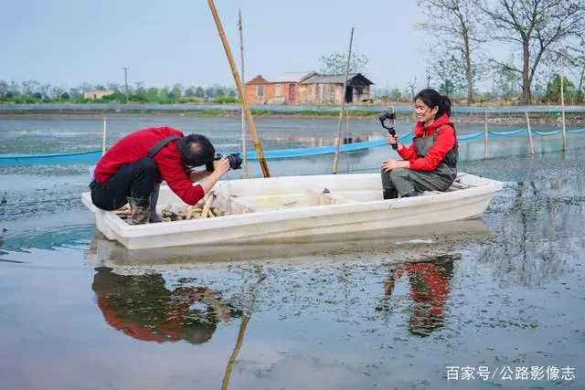 莲藕种植效益_致富经莲藕种植视频_致富经种莲藕