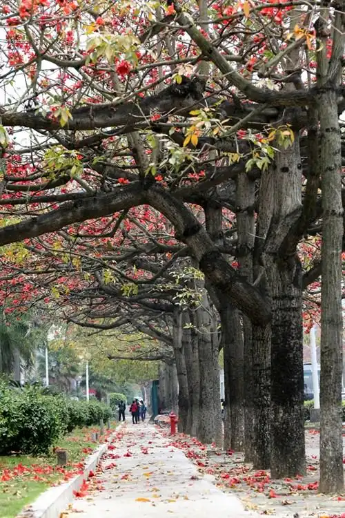 玉兰种子叫什么名字_广玉兰种子种植技术_玉兰种植