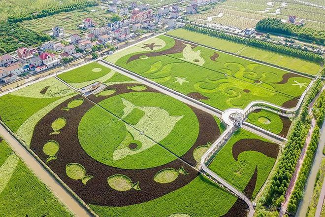 农业哈密瓜种植技术_种哈密瓜需要什么条件_种植哈密瓜的气候条件