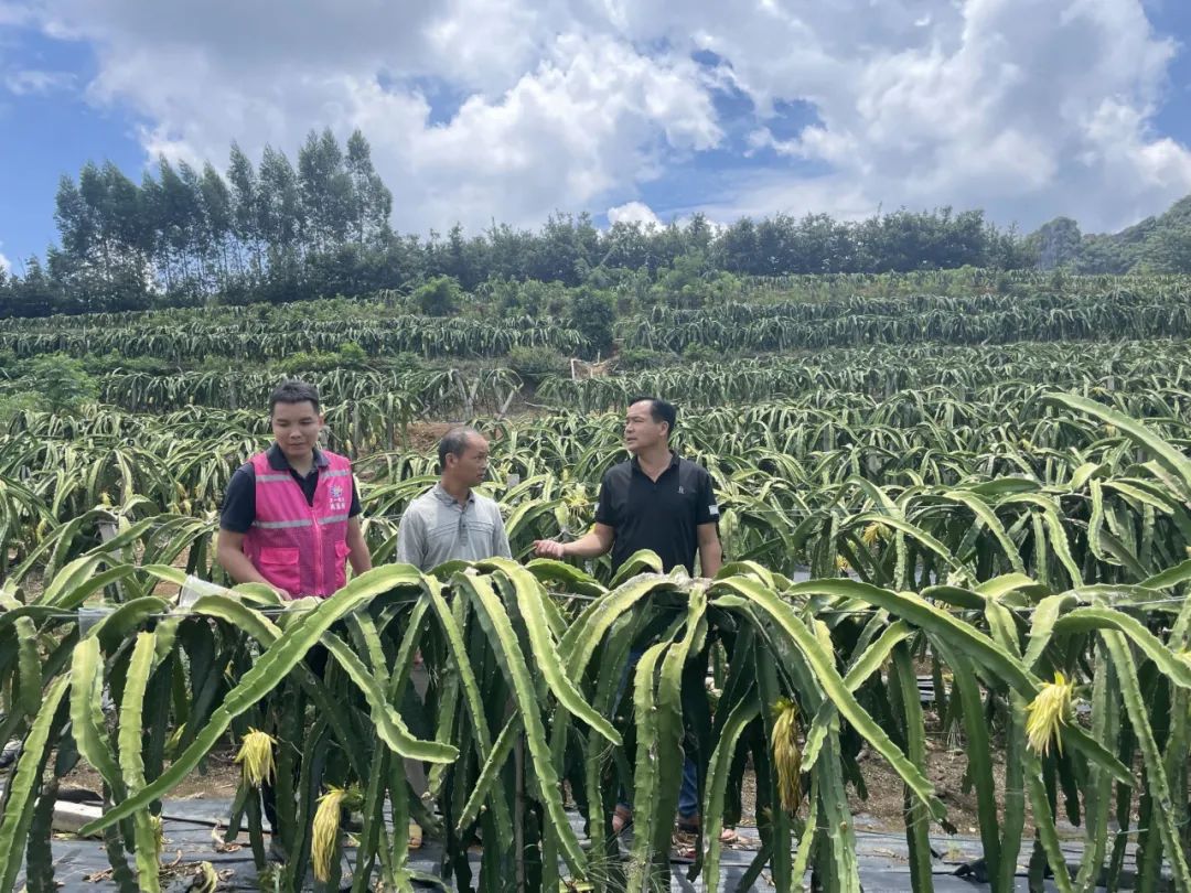 种植红果参赚钱吗_种植红参果致富_红参果种植技术视频