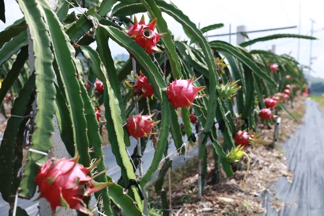 红参果种植技术视频_种植红参果致富_种植红果参赚钱吗