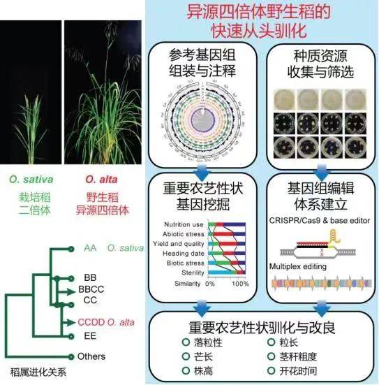 山稻种植技术视频_山稻谷怎么种_山上稻谷种植技术视频