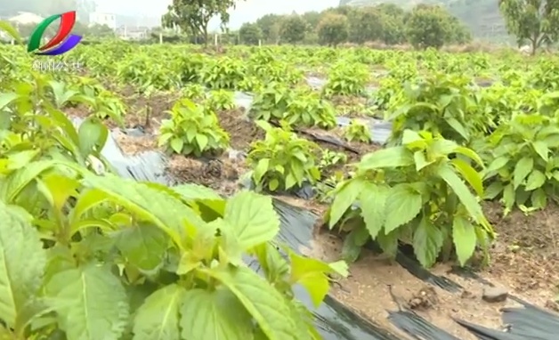 潮州3600多亩南药种植基地复产