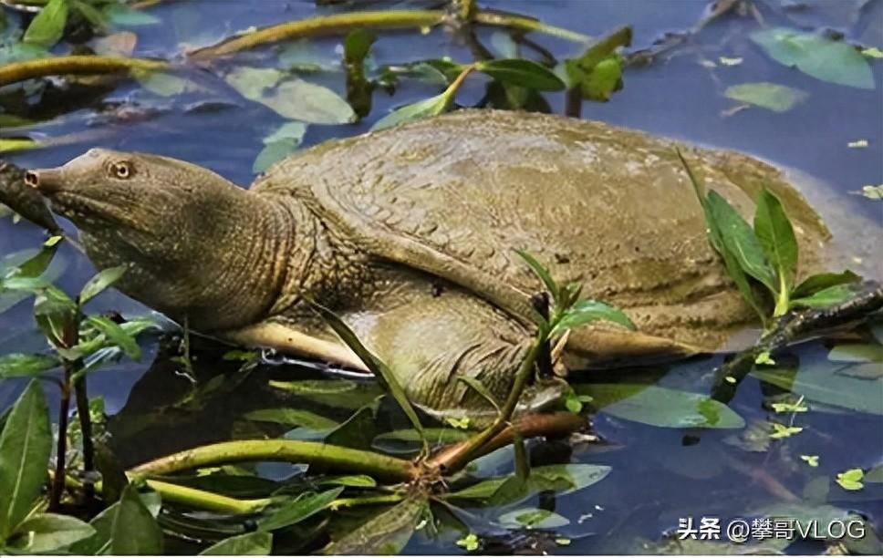 养殖中华鳖前景及利润_养殖中华鳖技术怎么样_中华鳖养殖技术