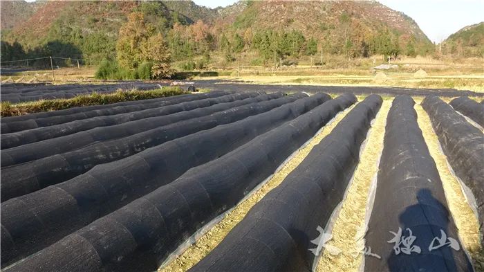 广东种植致富花_广东种植什么致富_致富种植广东花多少钱