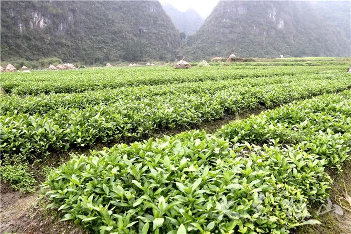 广东种植致富花_广东种植什么致富_致富种植广东花多少钱