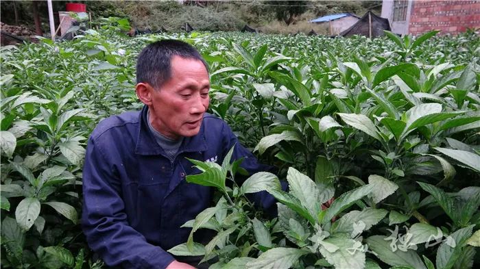 广东种植什么致富_广东种植致富花_致富种植广东花多少钱