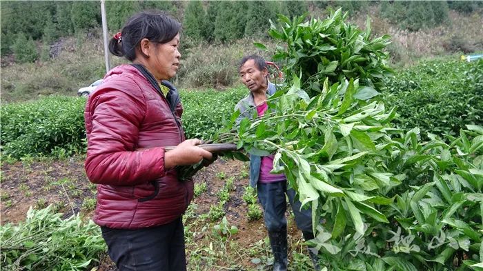 广东种植致富花_致富种植广东花多少钱_广东种植什么致富