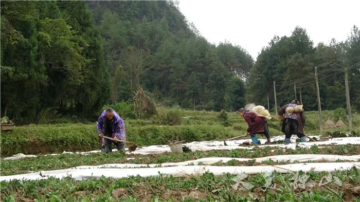 致富种植广东花多少钱_广东种植致富花_广东种植什么致富