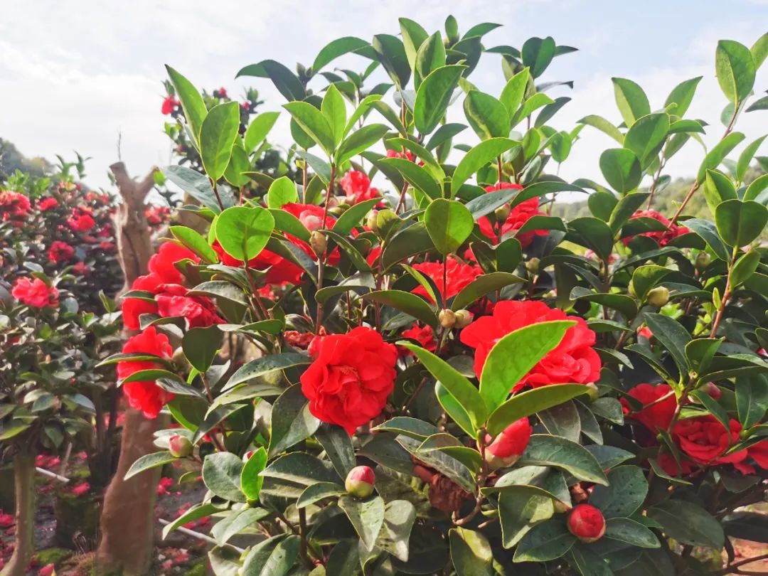 广东种植花卉_广东种植致富花_致富种植广东花卉