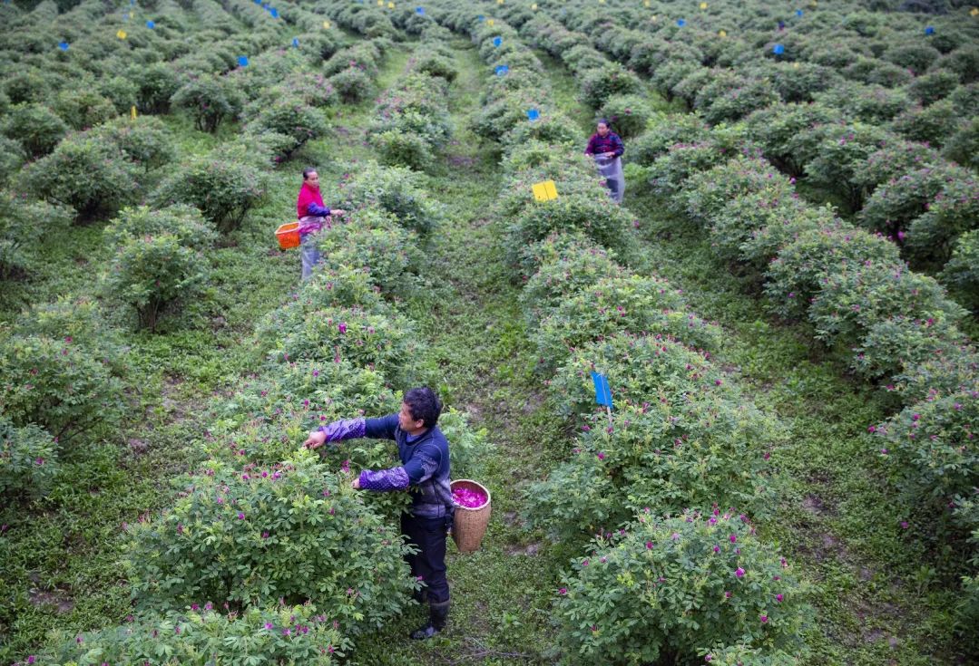 广东种花_广东种植致富花_广东种植花卉