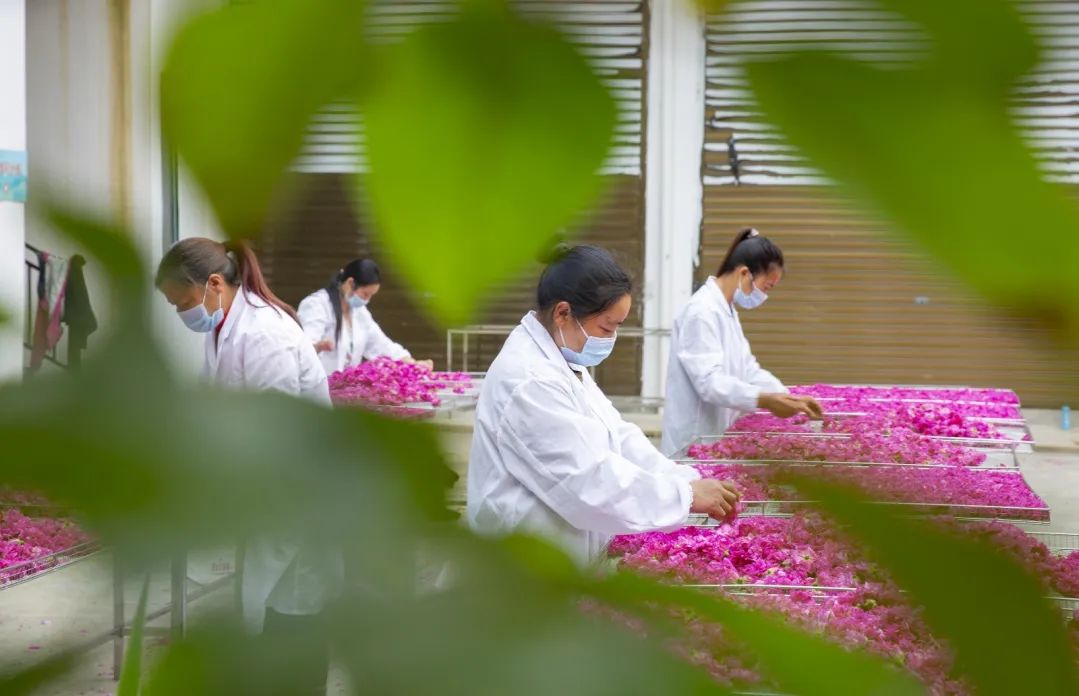 广东种植花卉_广东种植致富花_广东种花