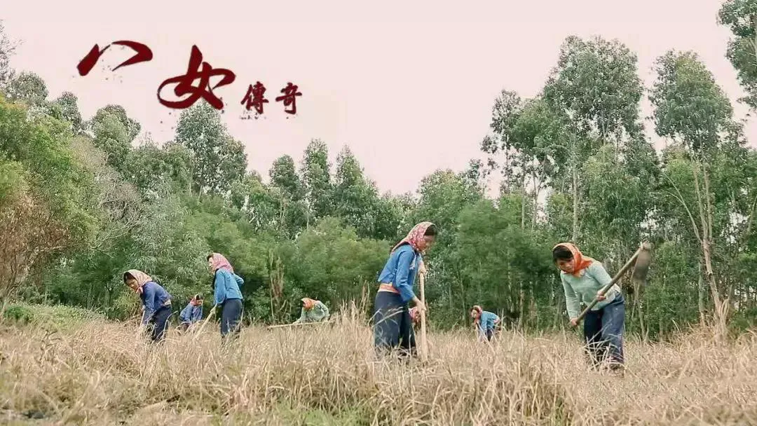 蕃薯种植技术_种植技术蕃薯视频_蕃薯的种植