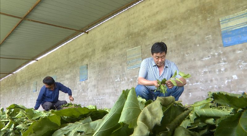 养殖麝香致富故事_养殖麝香赚钱吗_致富经养麝香鼠