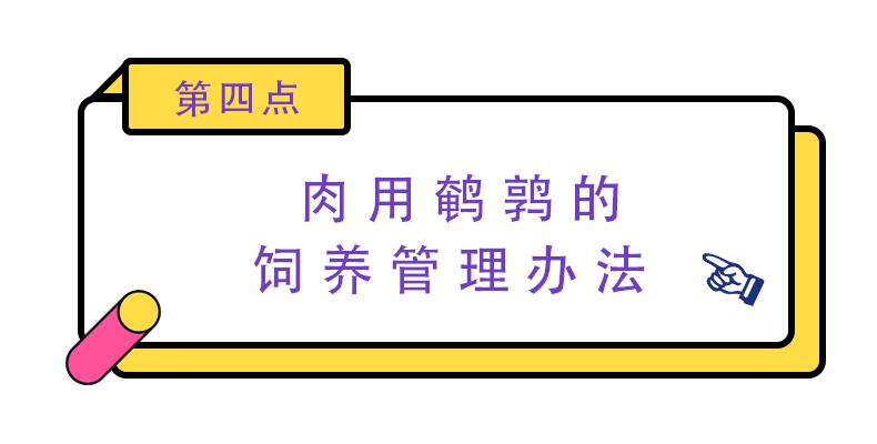 2015鹌鹑养殖技术_养殖鹌鹑技术_养殖鹌鹑技术大全光盘