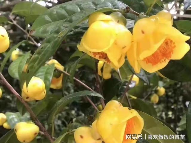 怎样种植金茶花_金茶花养殖视频_金茶花的养殖技术