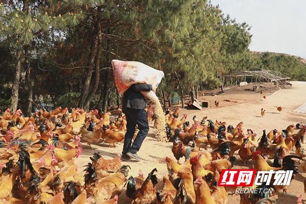 致富经养鸡全部视频_视频致富养鸡全部下载_致富经养殖鸡视频