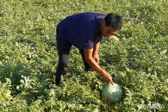 打瓜种植致富_打瓜种植效益_种打瓜赚钱吗